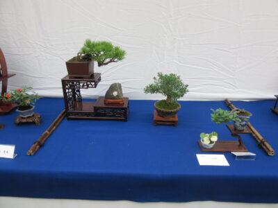 栃木県小品盆栽展
