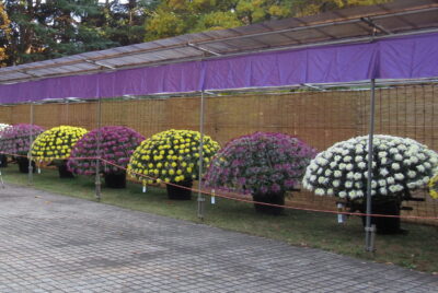 都市公園制度制定１５０周年記念　菊花展