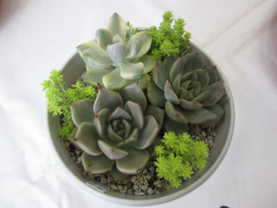 多肉植物の育て方