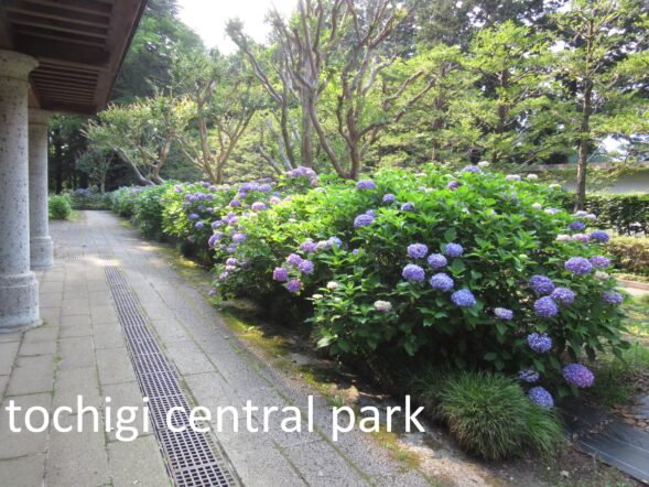 見ごろの植物（６月１９日）