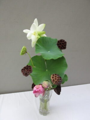 蓮の生け花展