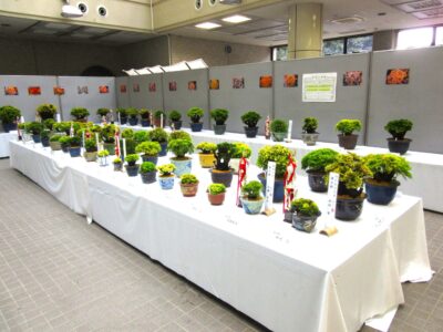 イワヒバ展