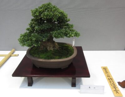 サツキ盆栽展