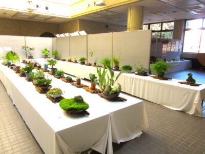 秋の山野草展