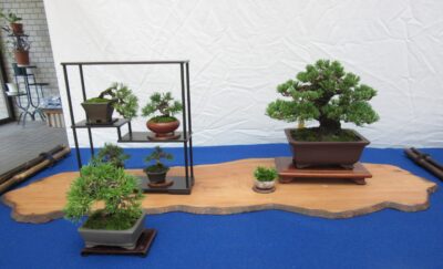 栃木県小品盆栽展