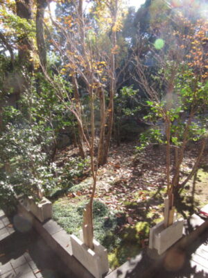 ★冬の庭木の剪定