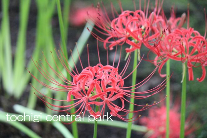 見ごろの植物（９月２１日）