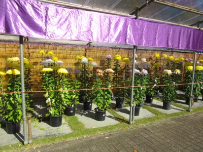 菊花展