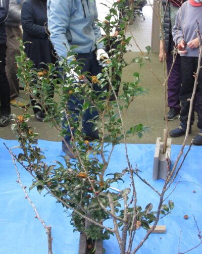 春の庭木の剪定