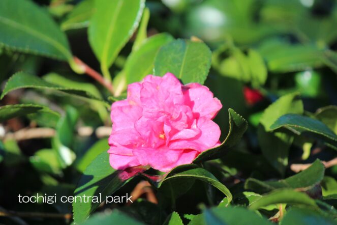 見ごろの植物（2025年12月16日）