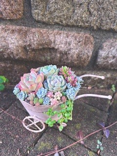 多肉植物の寄せ植え