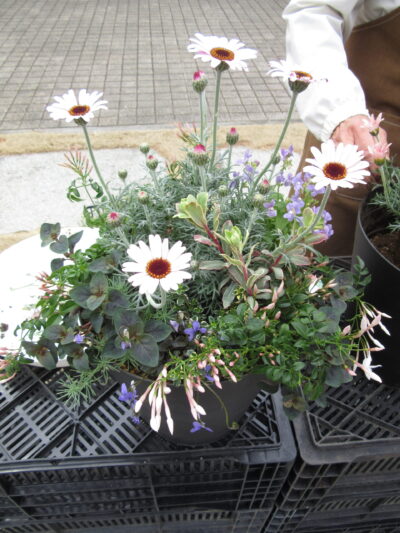 ★春の寄せ植え