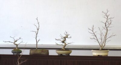 盆栽の植え替えと手入れ