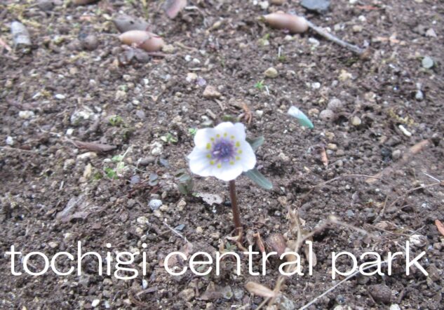 見ごろの植物（2026年2月7日）