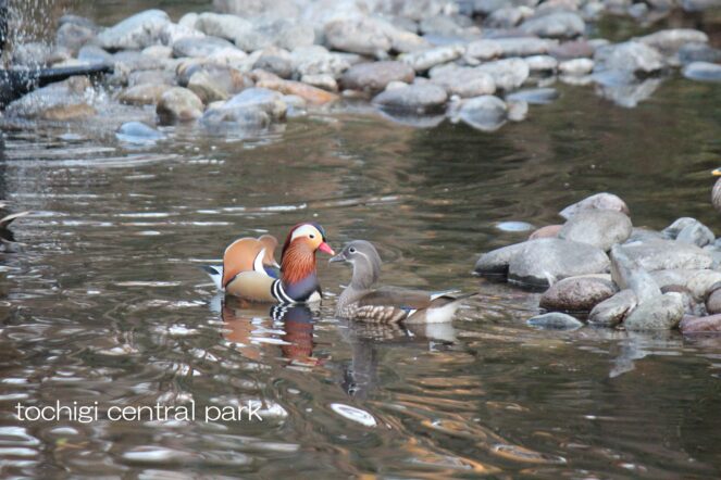見ごろの生き物(2026年2月23日)