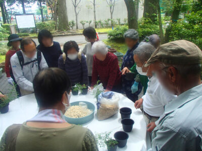 山野草の上手な育て方