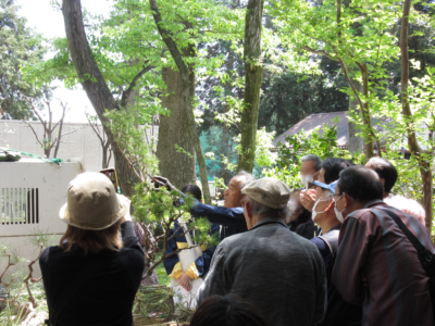 ★マツの手入れ入門