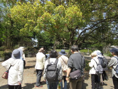 ★春の公園・生き物観察