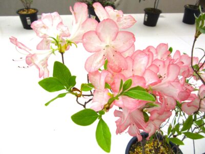 ツツジ・シャクナゲ展