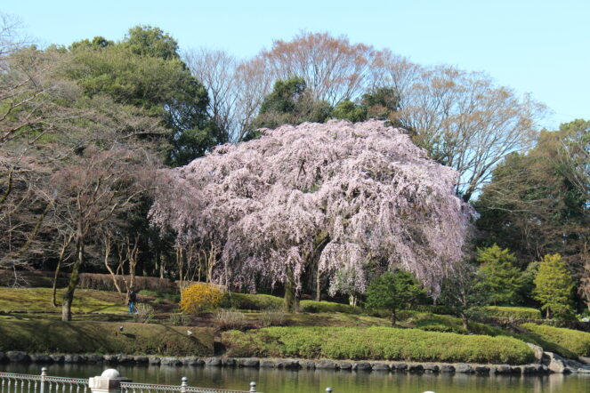 中央公園桜開花情報（2026年3月27日）