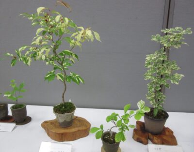斑入り植物展