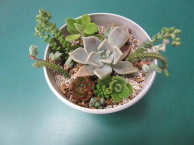 ★多肉植物の育て方