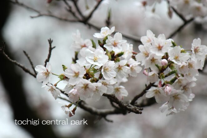 中央公園桜開花情報(2026年4月1日)