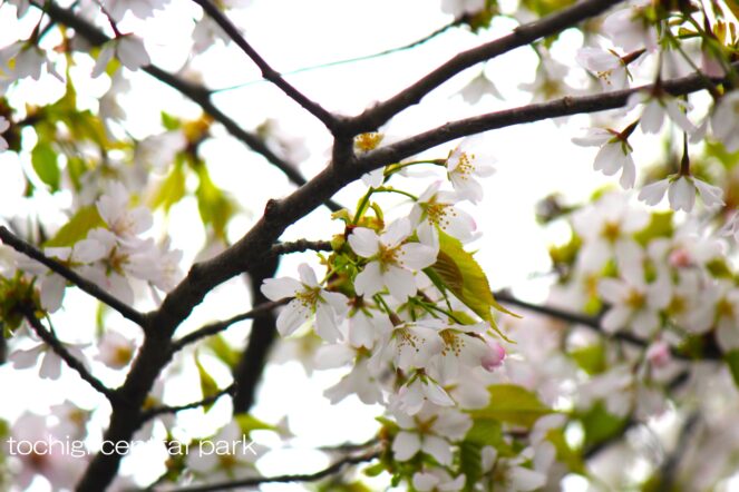 中央公園桜開花情報・見ごろの植物(2026年4月9日)