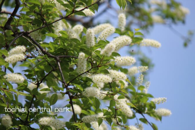 見ごろの植物(2026年4月15日)