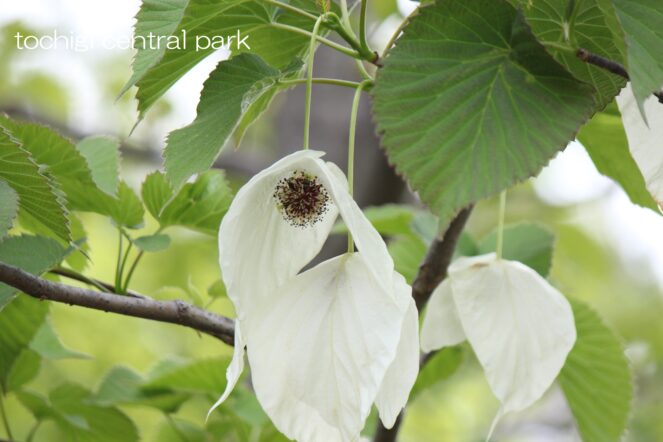 見ごろの植物（2026年4月20日）
