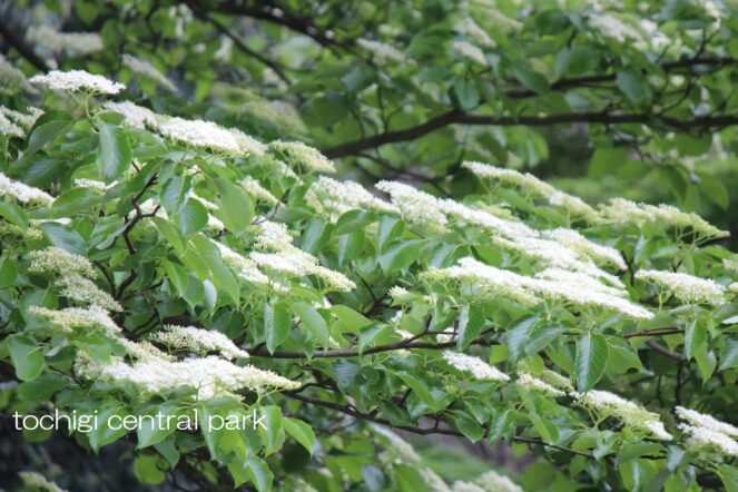 見ごろの植物（2026年4月30日）
