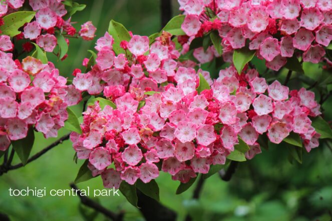 見ごろの植物(2026年5月24日)