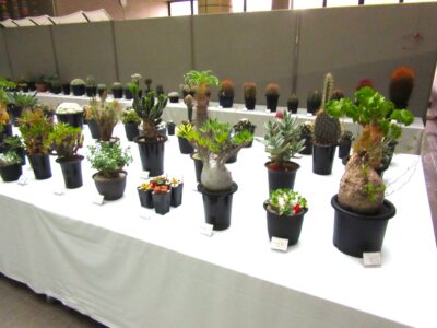 サボテン・多肉植物展