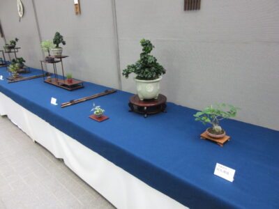 竜神つた展