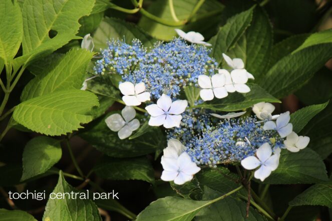 見ごろの植物(2026年6月11日)/県民の日6月13日・14日・15日のイベントお知らせ