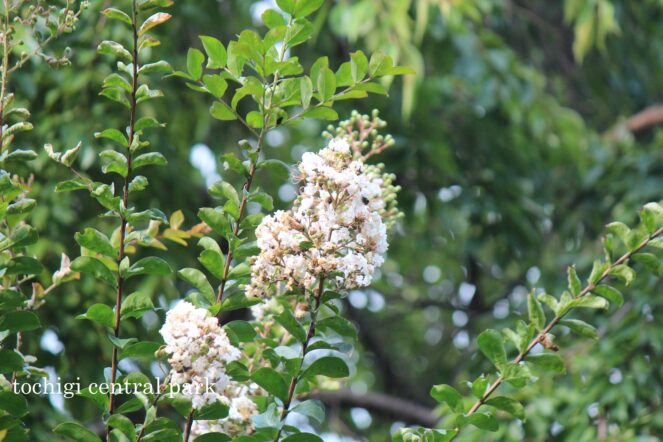 熱中症にお気を付けください/見ごろの植物と昆虫（2026年7月22日）