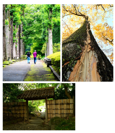 New 中央公園写真展