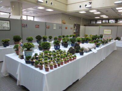 イワヒバ展
