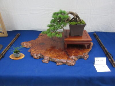 栃木県小品盆栽展